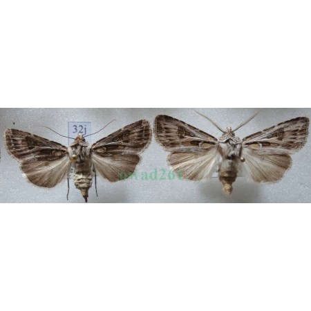 Agrotis vestigialis (Hufnagel, 1766) pair Rolnica szkółkówka Slovakia32j